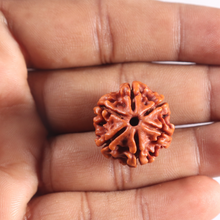 Load image into Gallery viewer, 6 Mukhi Rudraksha from Nepal - Bead No. 510
