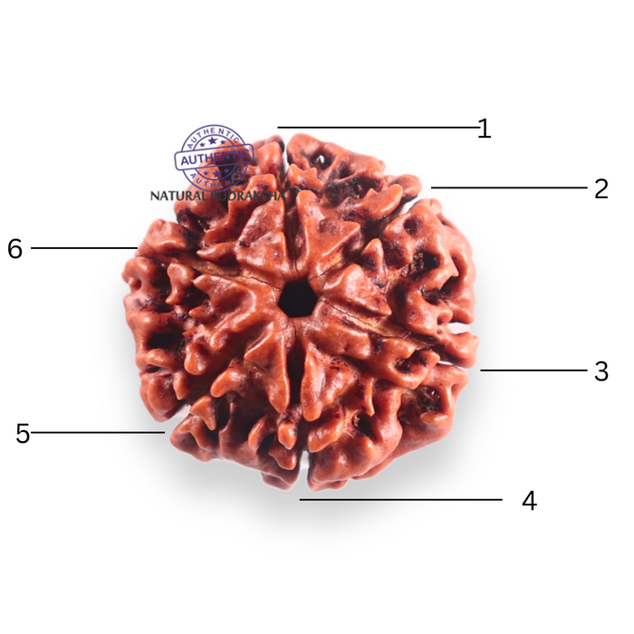 6 Mukhi Rudraksha from Nepal - Bead No. 511