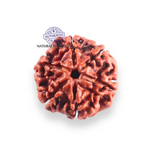 Load image into Gallery viewer, 6 Mukhi Rudraksha from Nepal - Bead No. 511
