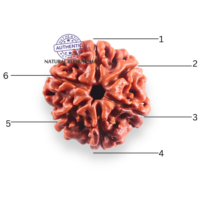 6 Mukhi Rudraksha from Nepal - Bead No. 514