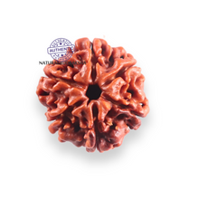 Load image into Gallery viewer, 6 Mukhi Rudraksha from Nepal - Bead No. 514
