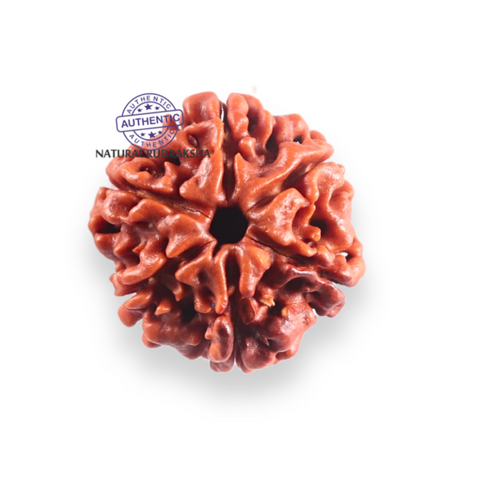 6 Mukhi Rudraksha from Nepal - Bead No. 514