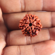 Load image into Gallery viewer, 6 Mukhi Rudraksha from Nepal - Bead No. 514
