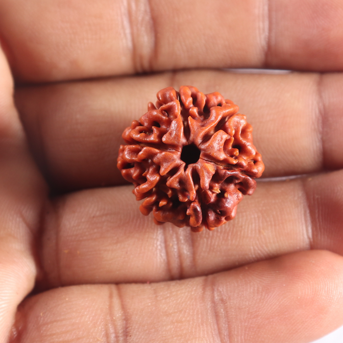 6 Mukhi Rudraksha from Nepal - Bead No. 514