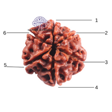Load image into Gallery viewer, 6 Mukhi Rudraksha from Nepal - Bead No. 515
