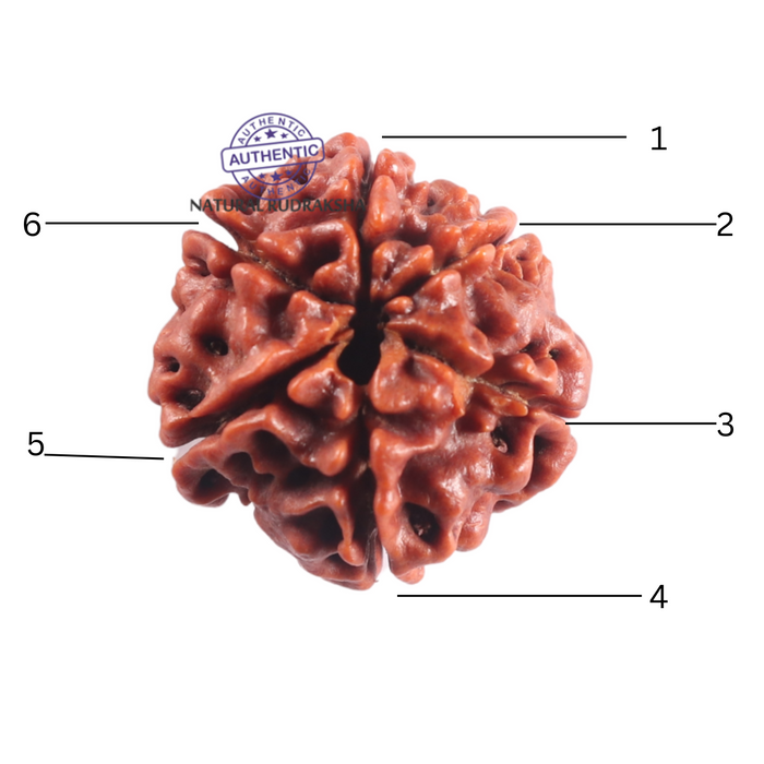 6 Mukhi Rudraksha from Nepal - Bead No. 515