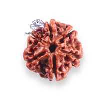 Load image into Gallery viewer, 6 Mukhi Rudraksha from Nepal - Bead No. 515
