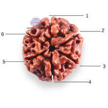 Load image into Gallery viewer, 6 Mukhi Rudraksha from Nepal - Bead No. 517
