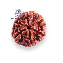 Load image into Gallery viewer, 6 Mukhi Rudraksha from Nepal - Bead No. 517
