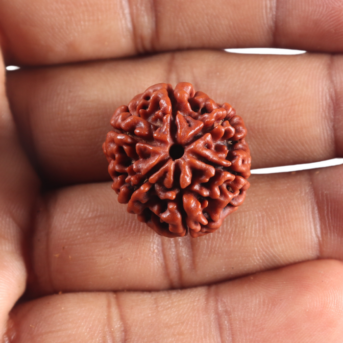 6 Mukhi Rudraksha from Nepal - Bead No. 517