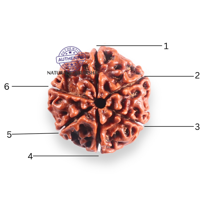 6 Mukhi Rudraksha from Nepal - Bead No. 519