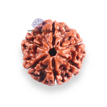 Load image into Gallery viewer, 6 Mukhi Rudraksha from Nepal - Bead No. 519
