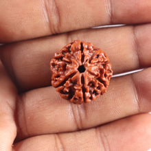 Load image into Gallery viewer, 6 Mukhi Rudraksha from Nepal - Bead No. 519
