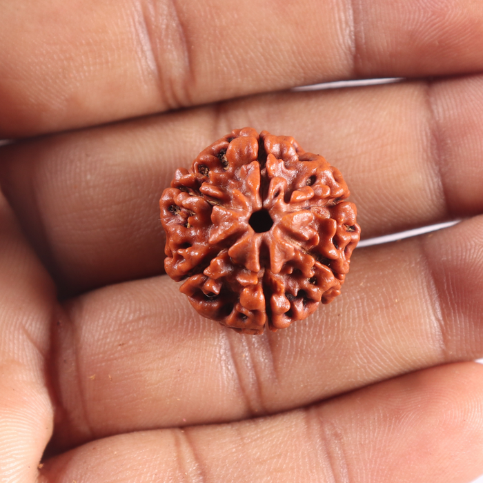 6 Mukhi Rudraksha from Nepal - Bead No. 519