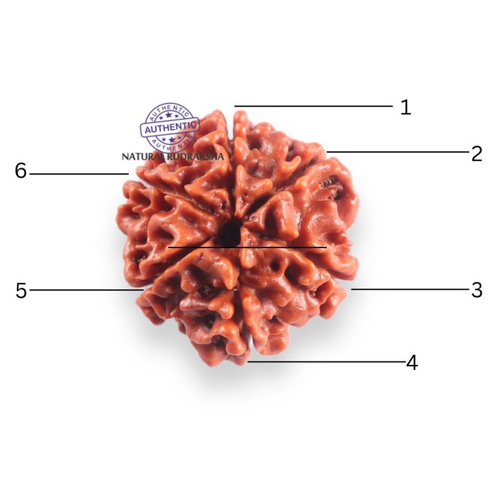 6 Mukhi Rudraksha from Nepal - Bead No. 521