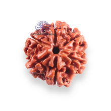 Load image into Gallery viewer, 6 Mukhi Rudraksha from Nepal - Bead No. 521
