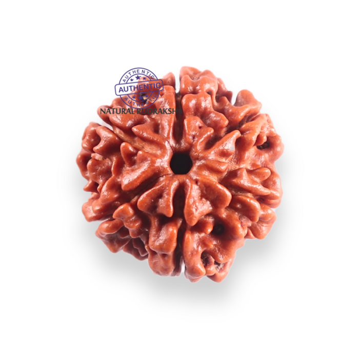 6 Mukhi Rudraksha from Nepal - Bead No. 521
