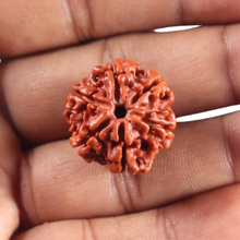 Load image into Gallery viewer, 6 Mukhi Rudraksha from Nepal - Bead No. 521
