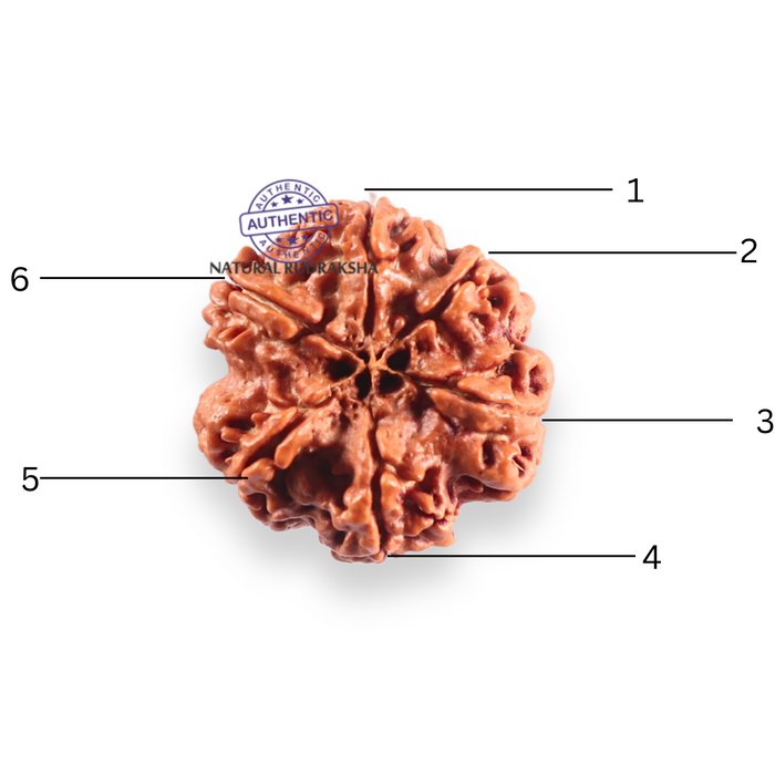 6 Mukhi Rudraksha from Nepal - Bead No. 525