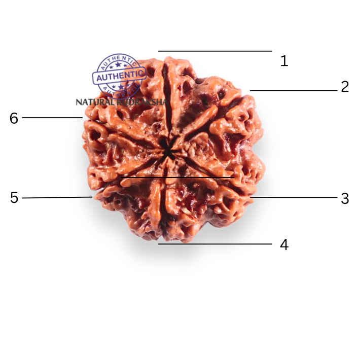 6 Mukhi Rudraksha from Nepal - Bead No 526