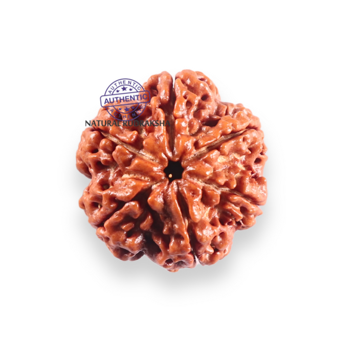 6 Mukhi Rudraksha from Nepal - Bead No 526