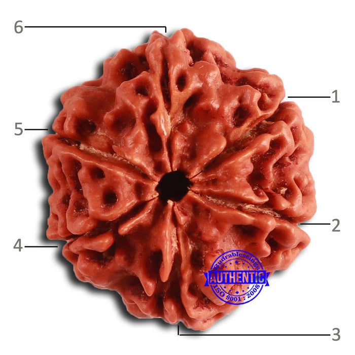 6 Mukhi Rudraksha from Nepal - Bead No. 444