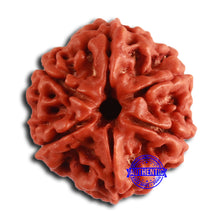 Load image into Gallery viewer, 6 Mukhi Rudraksha from Nepal - Bead No. 444
