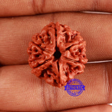 Load image into Gallery viewer, 6 Mukhi Rudraksha from Nepal - Bead No. 444
