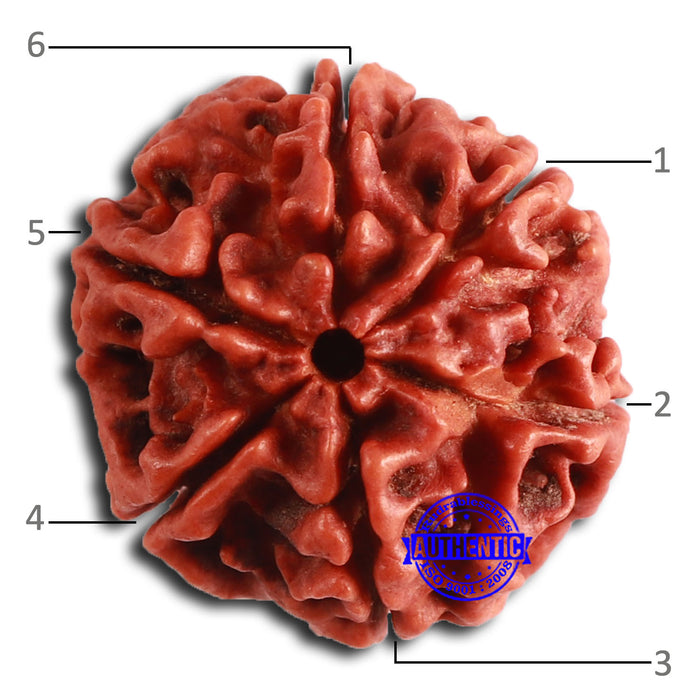 6 Mukhi Rudraksha from Nepal - Bead No. 446