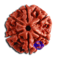 Load image into Gallery viewer, 6 Mukhi Rudraksha from Nepal - Bead No. 446

