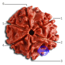 Load image into Gallery viewer, 6 Mukhi Rudraksha from Nepal - Bead No. 447
