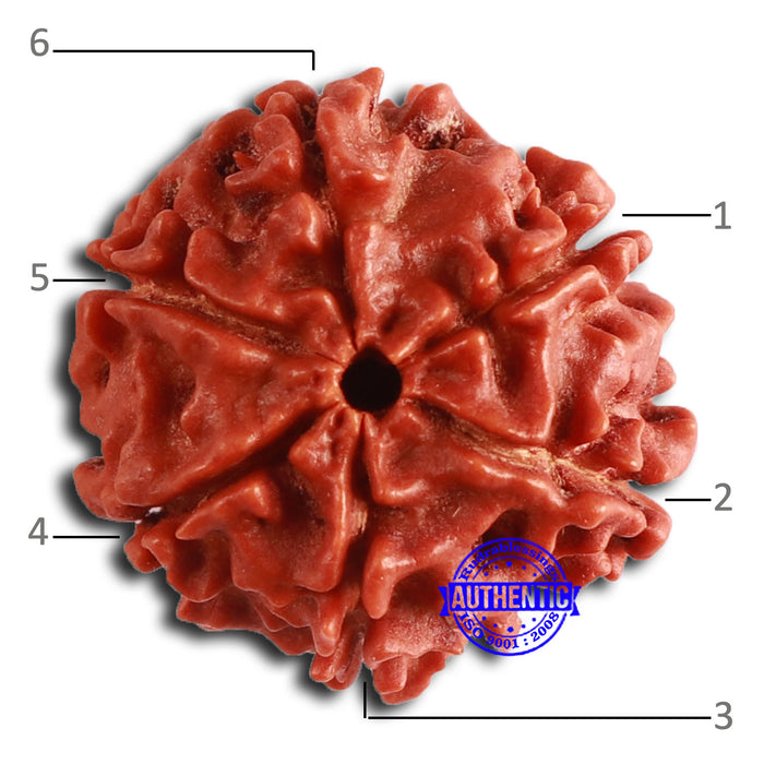 6 Mukhi Rudraksha from Nepal - Bead No. 447