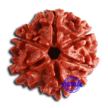 Load image into Gallery viewer, 6 Mukhi Rudraksha from Nepal - Bead No. 447
