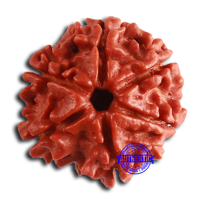 6 Mukhi Rudraksha from Nepal - Bead No. 447