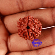 Load image into Gallery viewer, 6 Mukhi Rudraksha from Nepal - Bead No. 447

