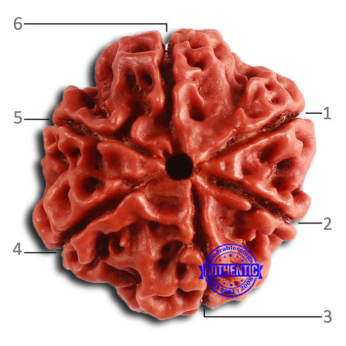 6 Mukhi Rudraksha from Nepal - Bead No. 448