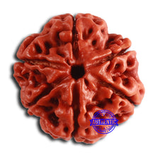 Load image into Gallery viewer, 6 Mukhi Rudraksha from Nepal - Bead No. 448
