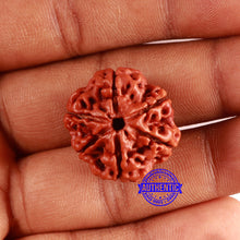 Load image into Gallery viewer, 6 Mukhi Rudraksha from Nepal - Bead No. 448
