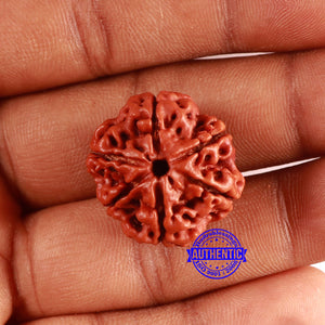 6 Mukhi Rudraksha from Nepal - Bead No. 448