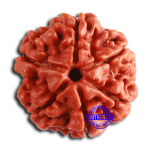 Load image into Gallery viewer, 6 Mukhi Rudraksha from Nepal - Bead No. 449
