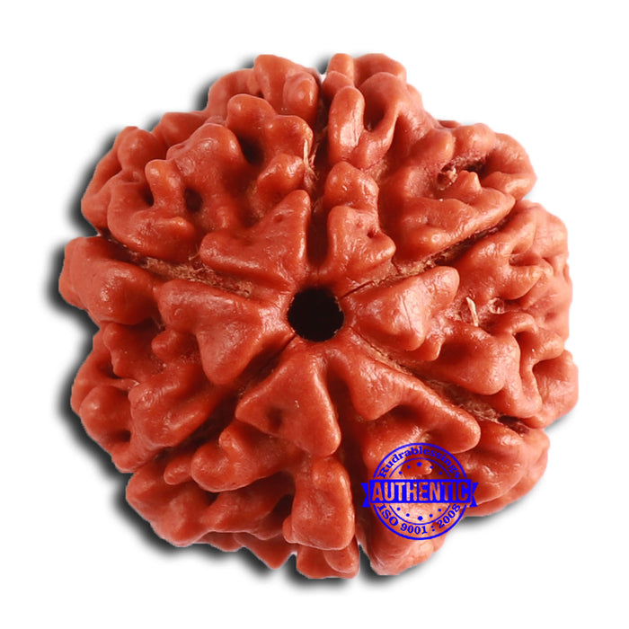 6 Mukhi Rudraksha from Nepal - Bead No. 449