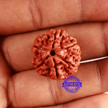 Load image into Gallery viewer, 6 Mukhi Rudraksha from Nepal - Bead No. 449
