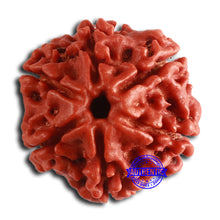 Load image into Gallery viewer, 6 Mukhi Rudraksha from Nepal - Bead No. 450
