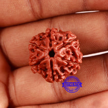 Load image into Gallery viewer, 6 Mukhi Rudraksha from Nepal - Bead No. 450
