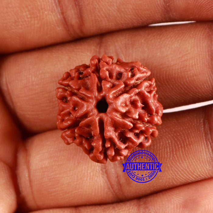 6 Mukhi Rudraksha from Nepal - Bead No. 450