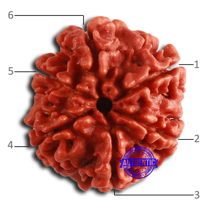 6 Mukhi Rudraksha from Nepal - Bead No. 451