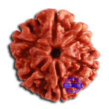 Load image into Gallery viewer, 6 Mukhi Rudraksha from Nepal - Bead No. 451
