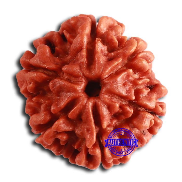 6 Mukhi Rudraksha from Nepal - Bead No. 451