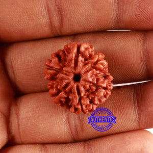 6 Mukhi Rudraksha from Nepal - Bead No. 451