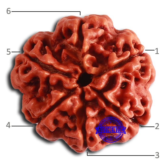 6 Mukhi Rudraksha from Nepal - Bead No. 452